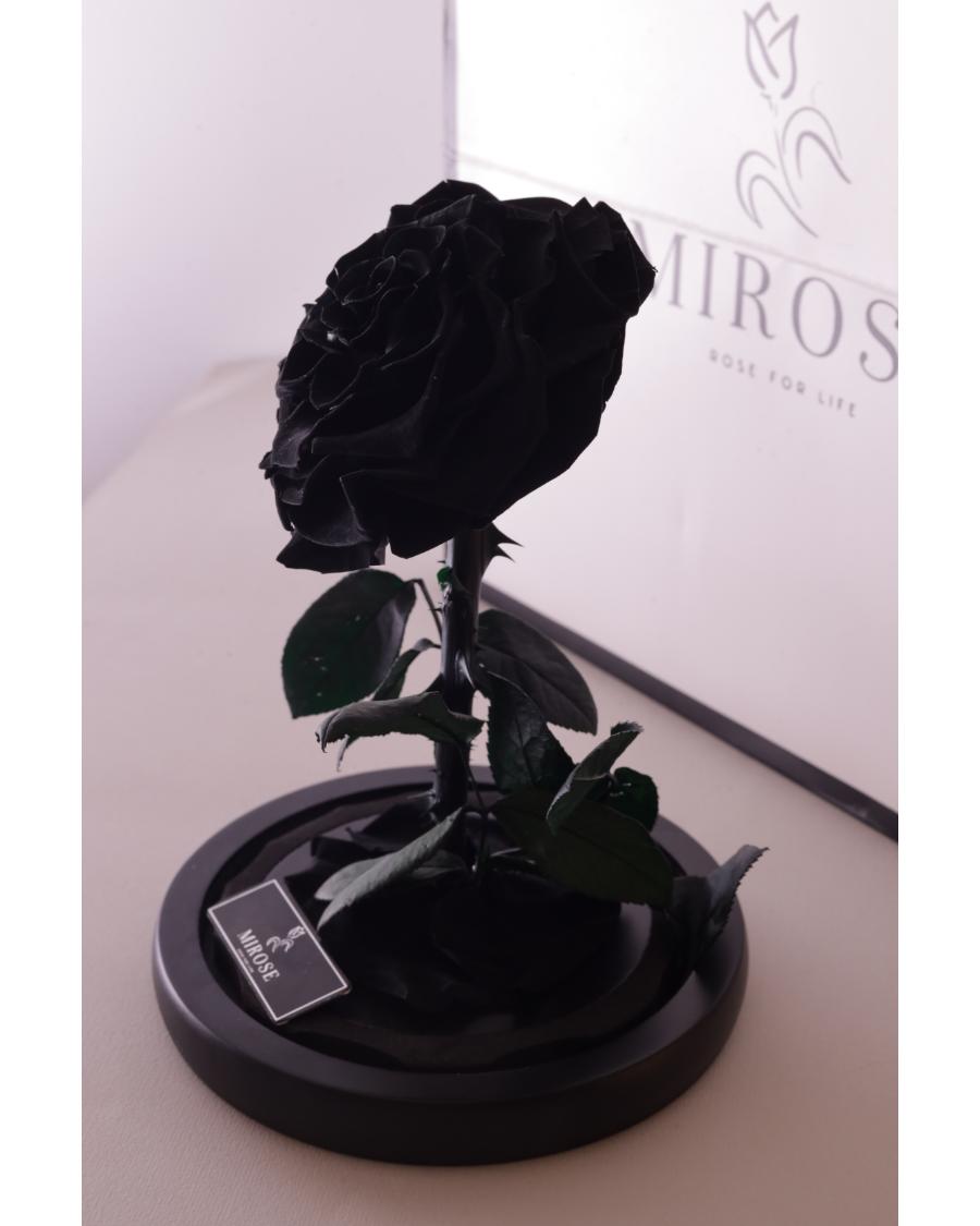 Mirose Eternal Rose Black La Belle Rose