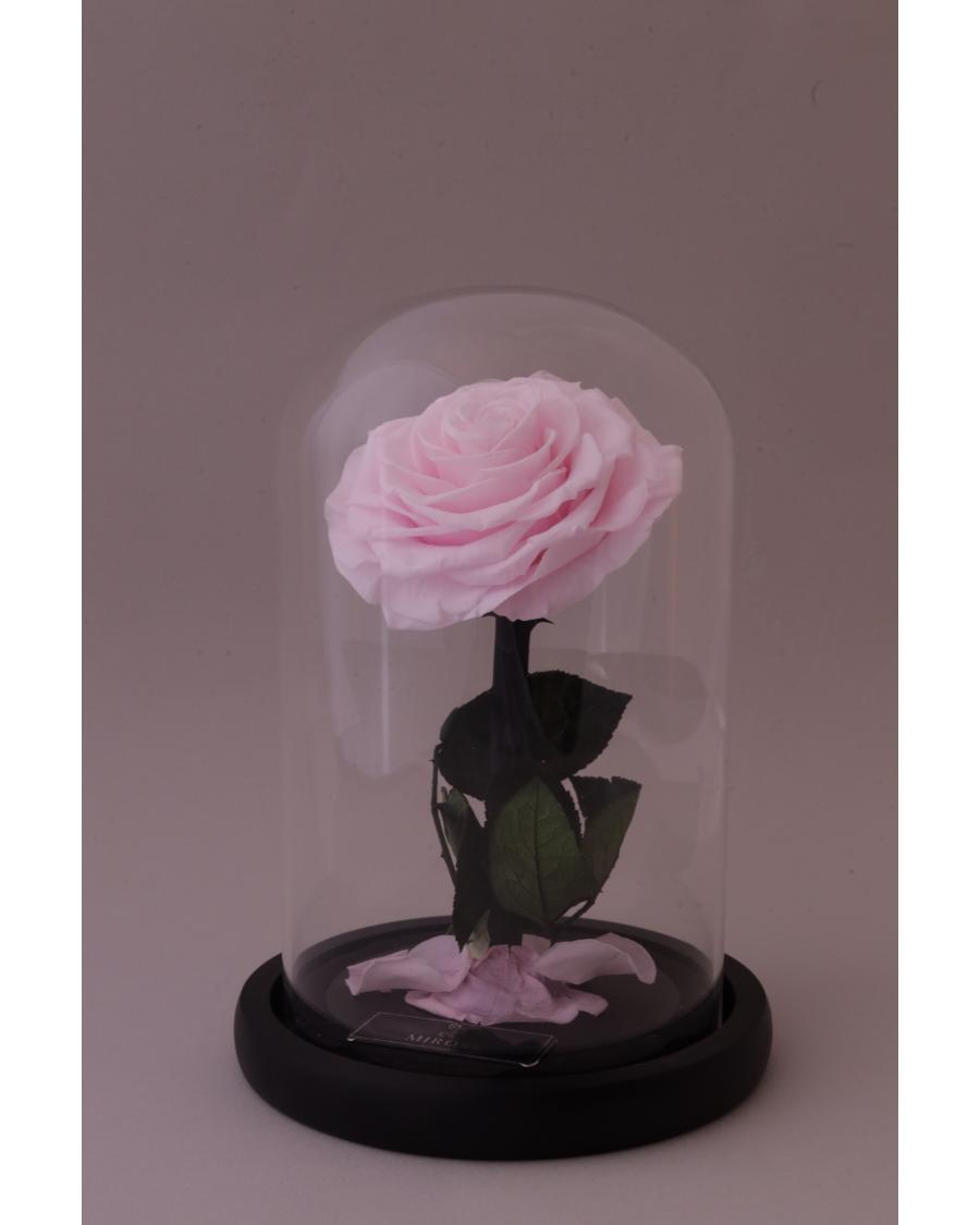 Mirose Eternal Rose Pink La Belle Rose