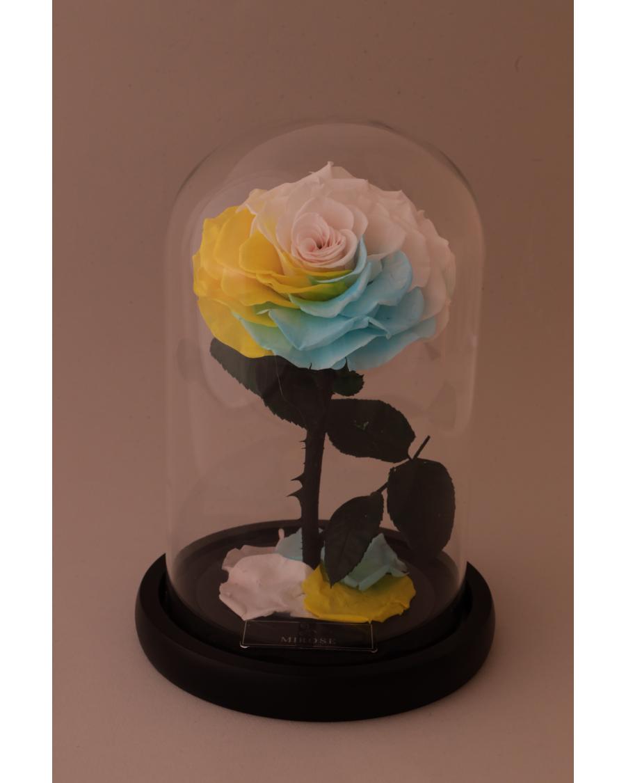 Mirose Eternal Rose Multicolor La Belle Rose