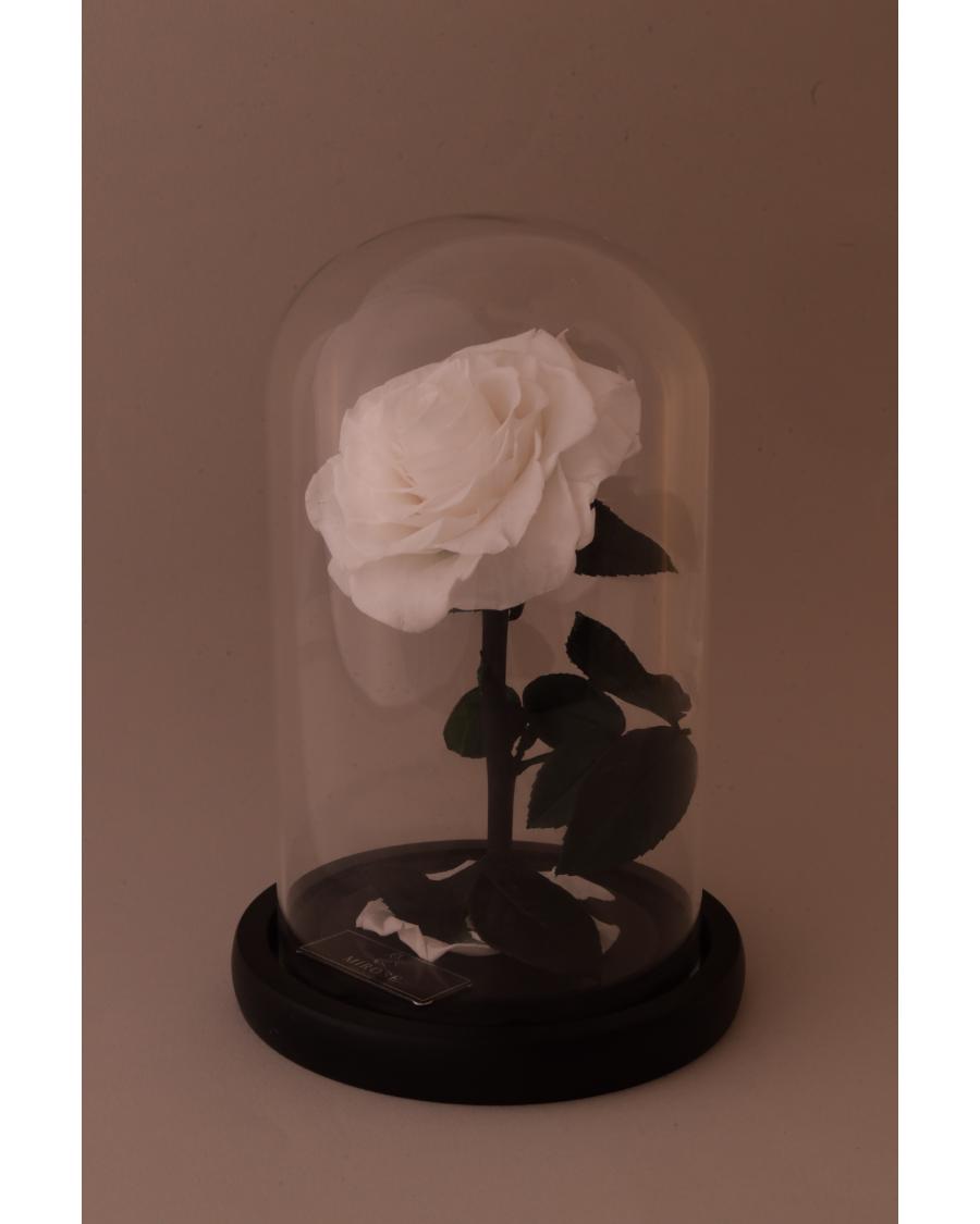 Mirose Eternal Rose White La Belle Rose