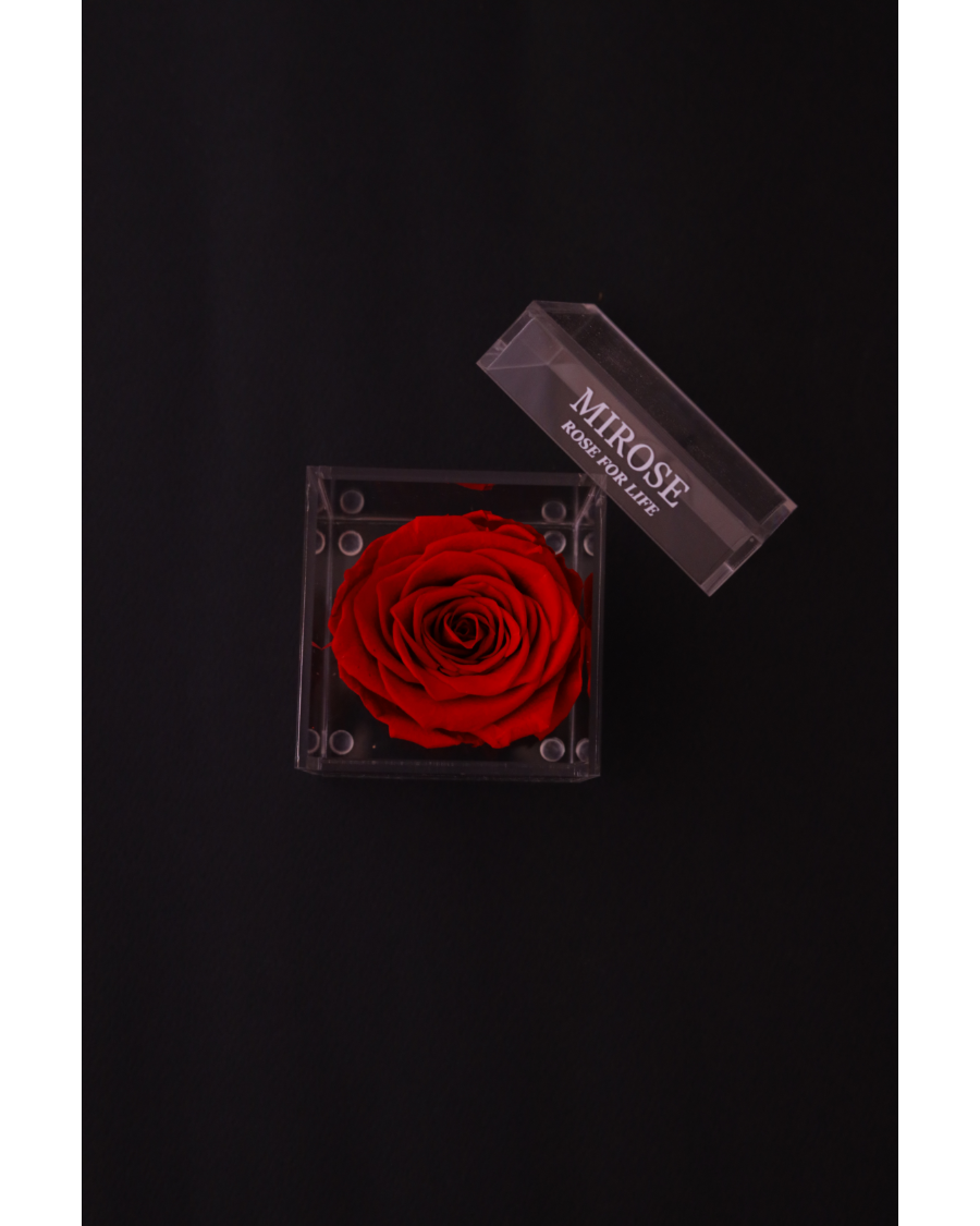 Mirose Eternal Rose Red Mini Plexi