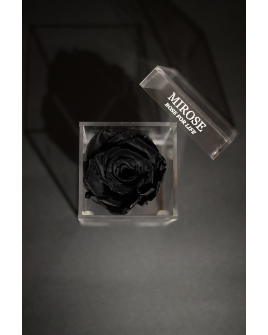 Mirose Eternal Rose Black Mini Plexi