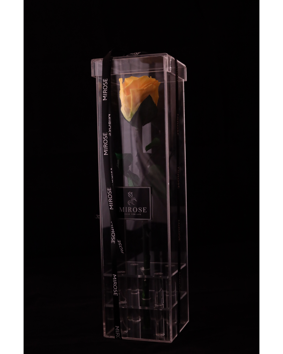 Mirose Eternal Rose Yellow Long Plexi