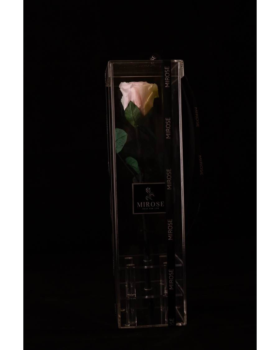 Mirose Eternal Rose Multicolor Long Plexi