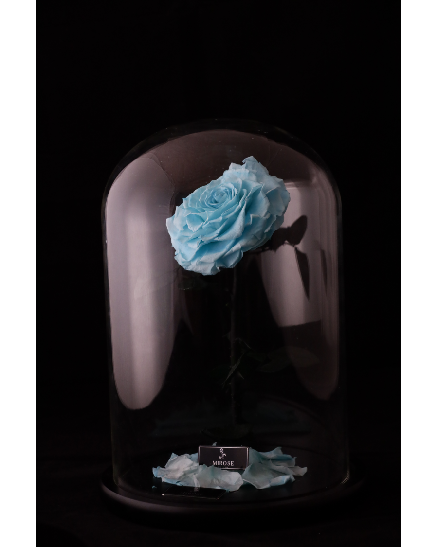 Mirose Eternal Rose Giant La Belle Rose Tiffany