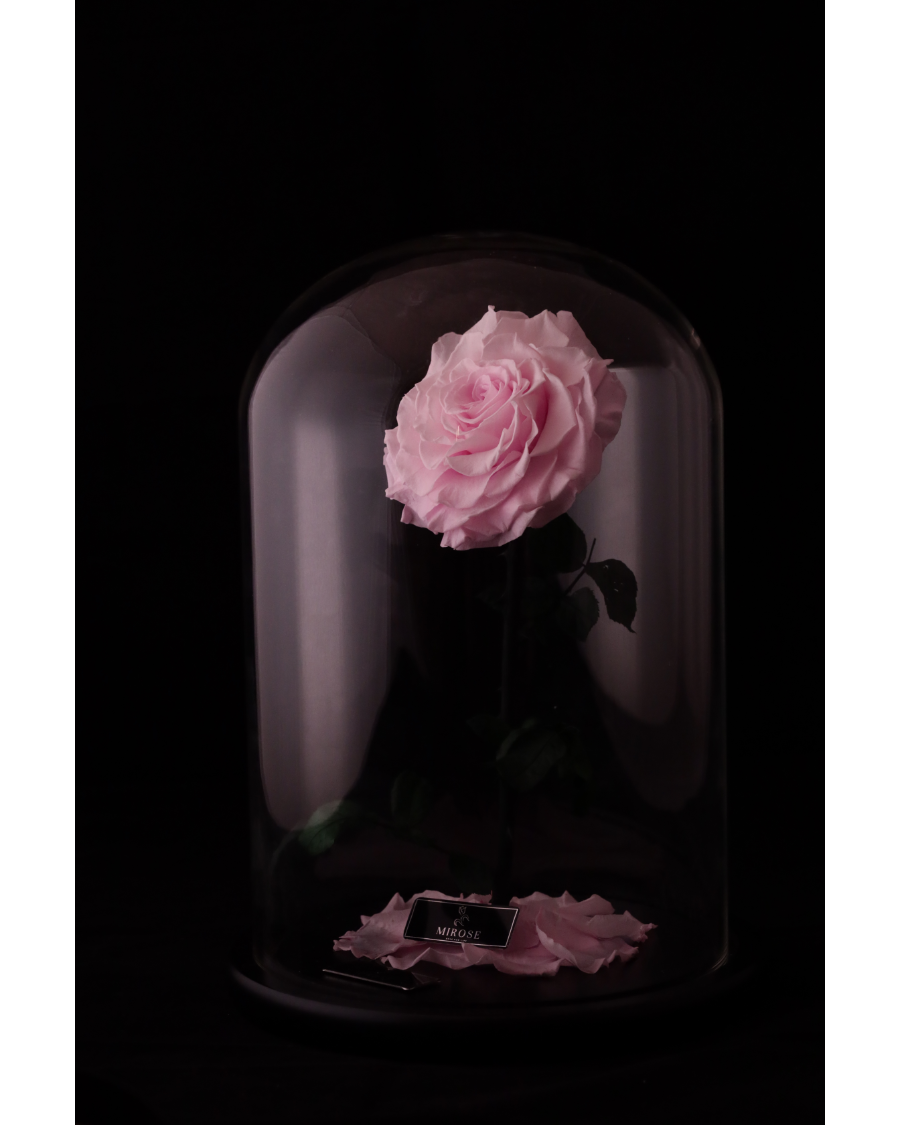 Mirose Eternal Rose Giant La Belle Rose Light Pink