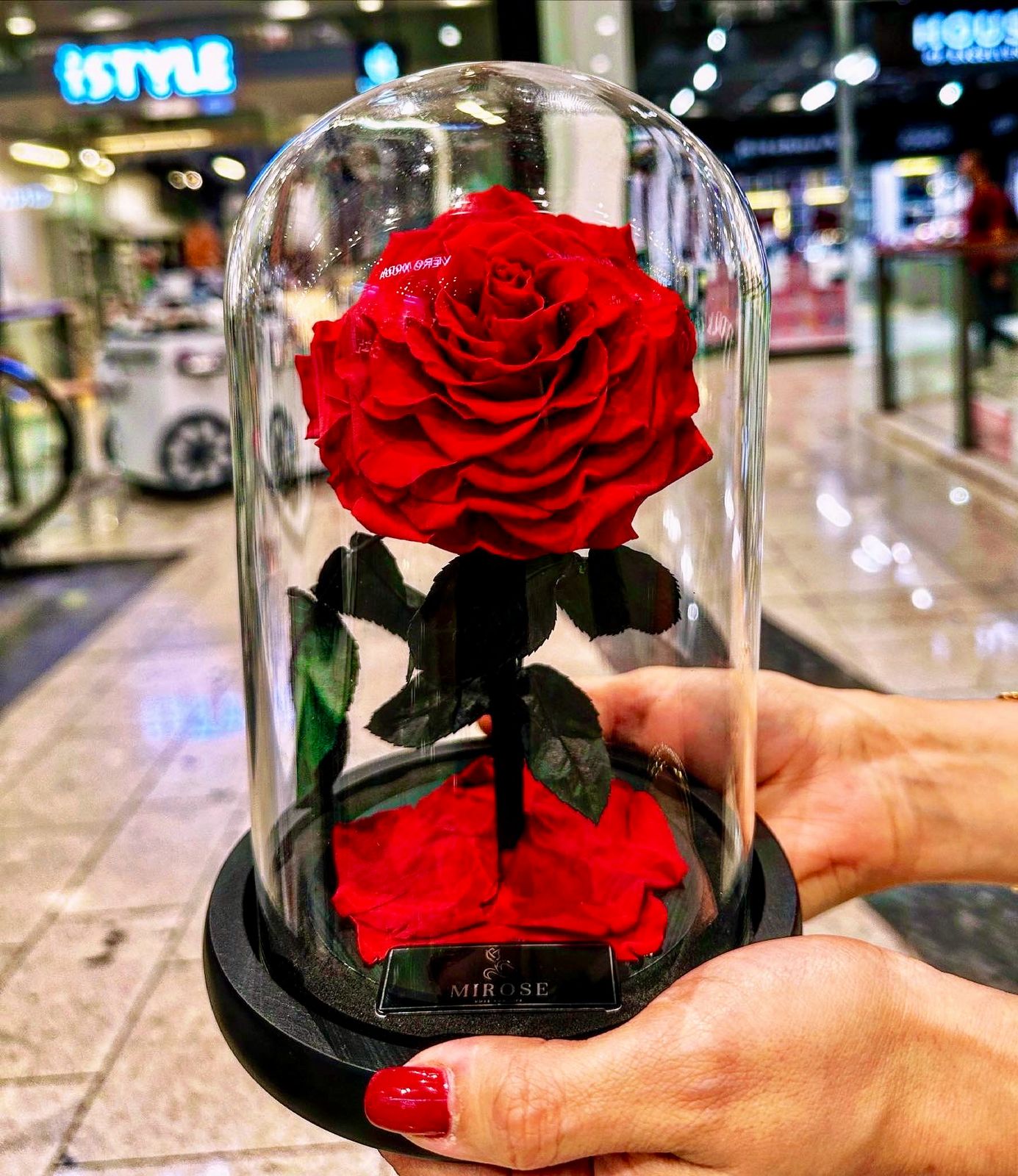 Mirose Eternal Rose Red La Belle Rose