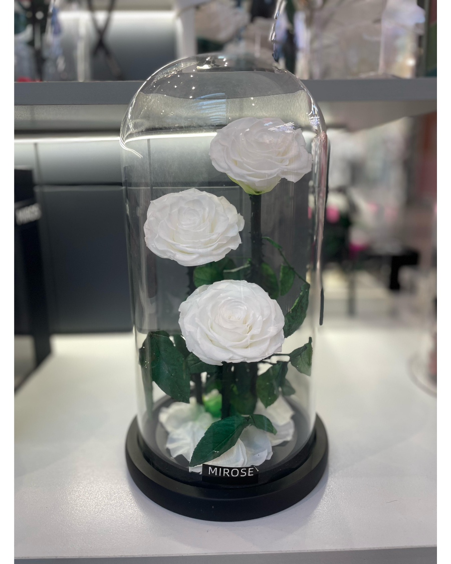 Mirose Eternal Rose White Enchanted La Belle Rose