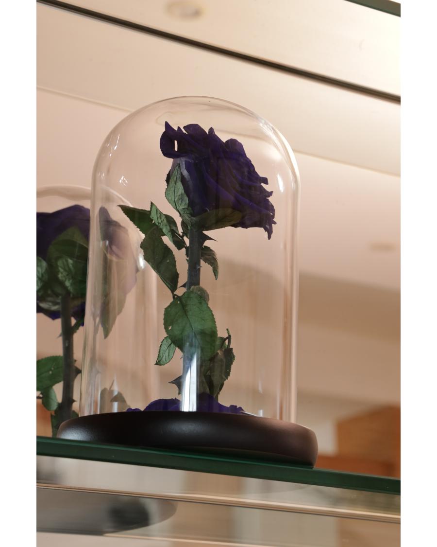 Mirose Eternal Rose Royal Blue La Belle Rose