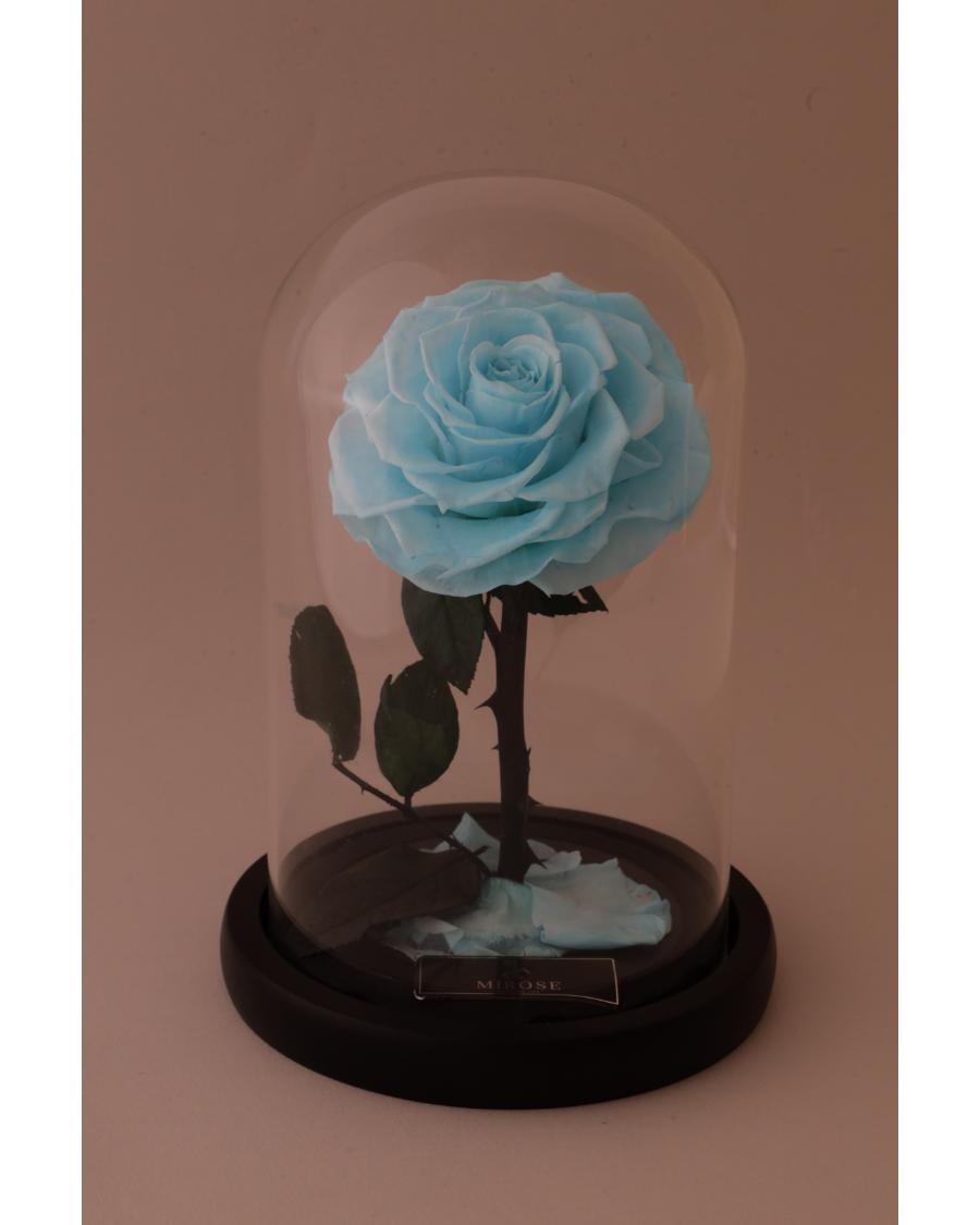 Mirose Eternal Rose Tiffany La Belle Rose