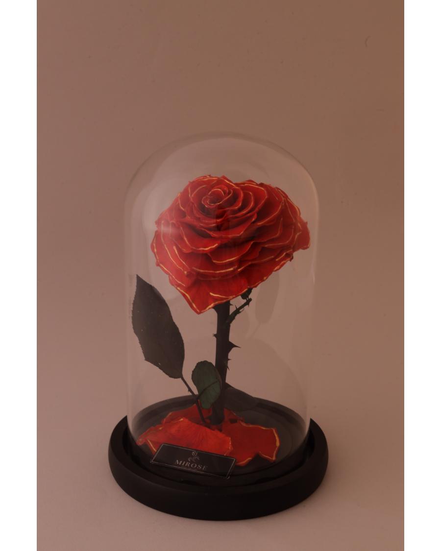 Mirose Eternal Rose Golden Heart La belle Red