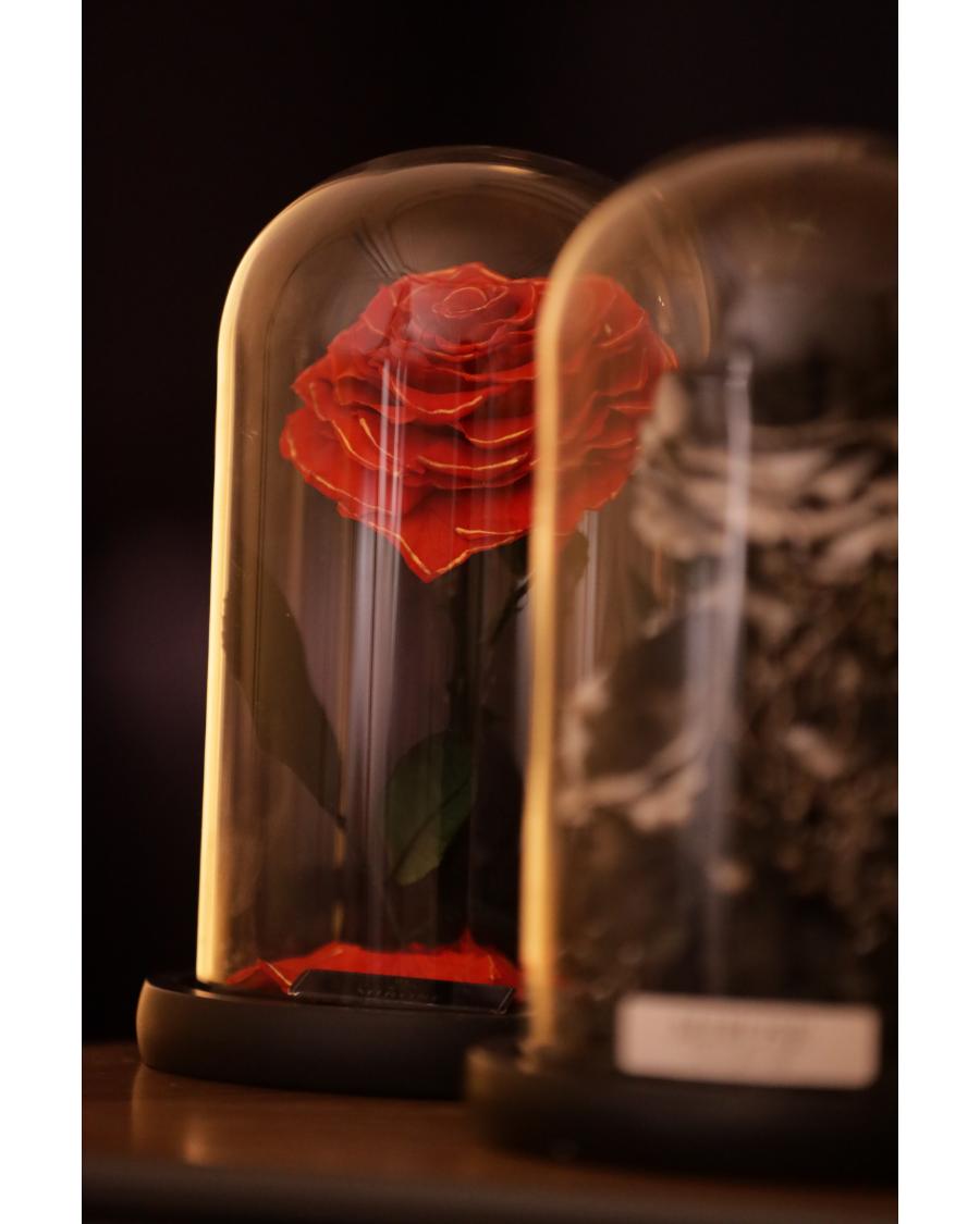 Mirose Eternal Rose Golden Heart La belle Red