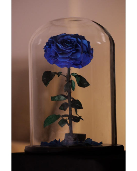 Mirose Eternal Rose Giant La Belle Rose Navy Blue