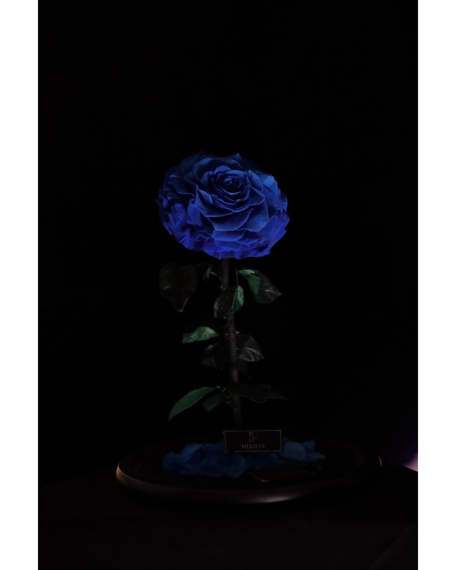 Mirose Eternal Rose Giant La Belle Rose Navy Blue