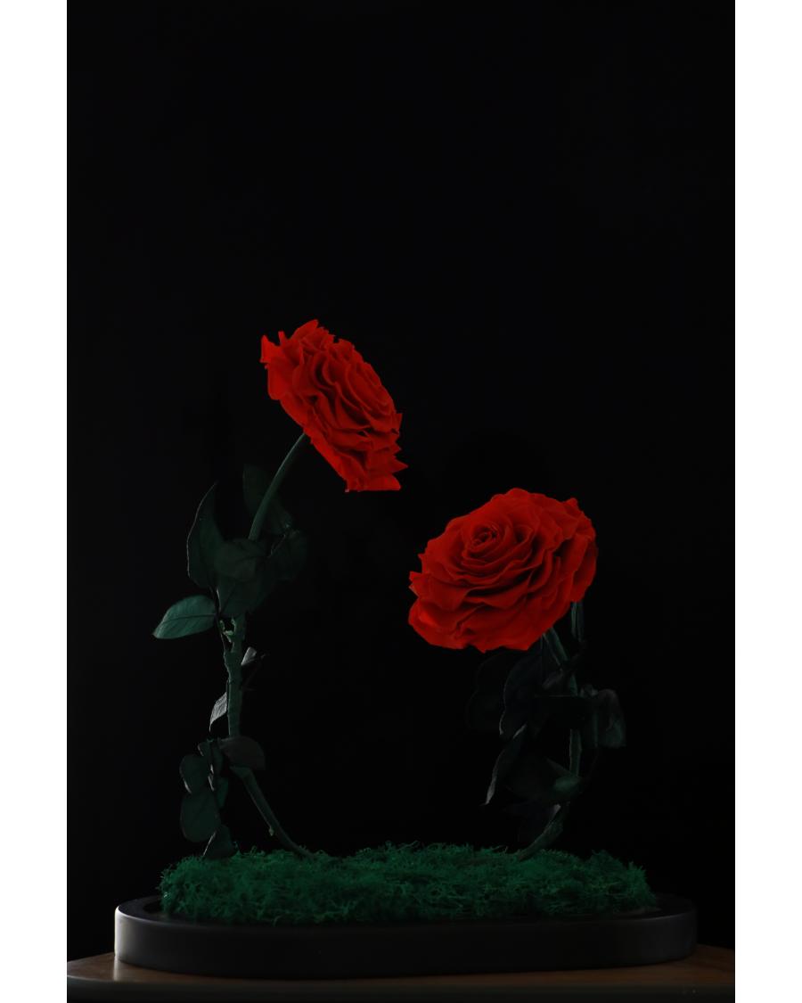 Mirose Eternal Rose Red Twin Love