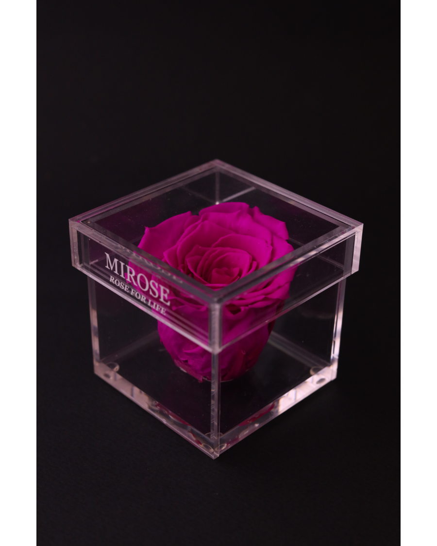 Mirose Eternal Rose Fuschia Mini Plexi