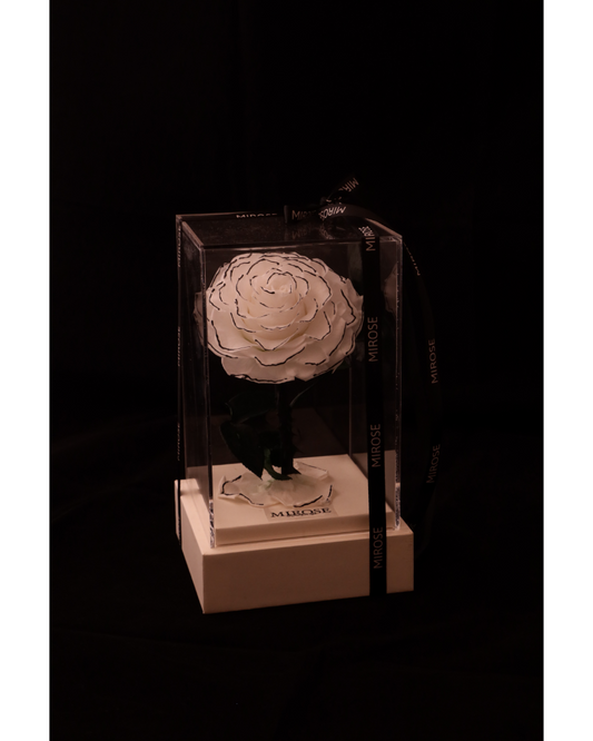Mirose Eternal Rose Chanson La Belle Plexi Box