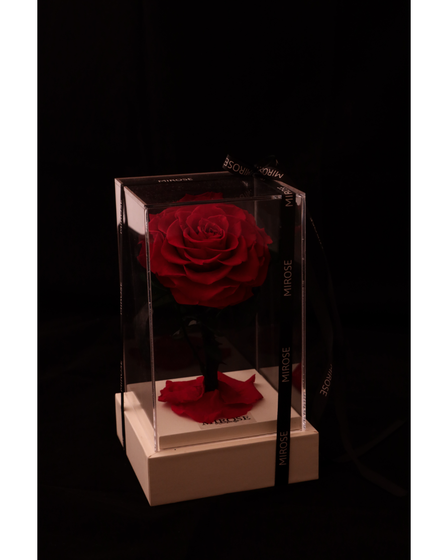 Mirose Eternal Rose Red La Belle Plexi Box