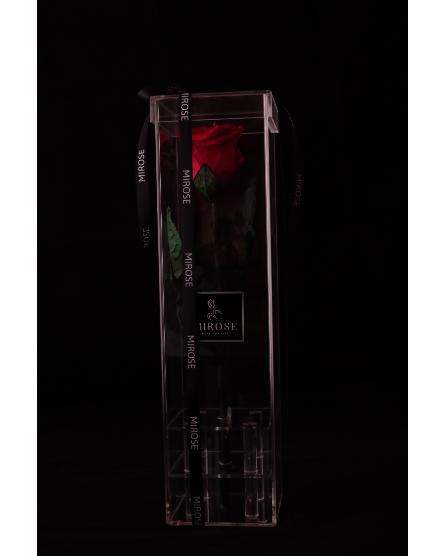 Mirose Eternal Rose Red Long Plexi