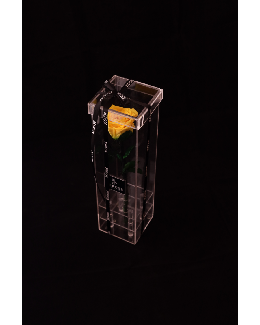 Mirose Eternal Rose Yellow Long Plexi