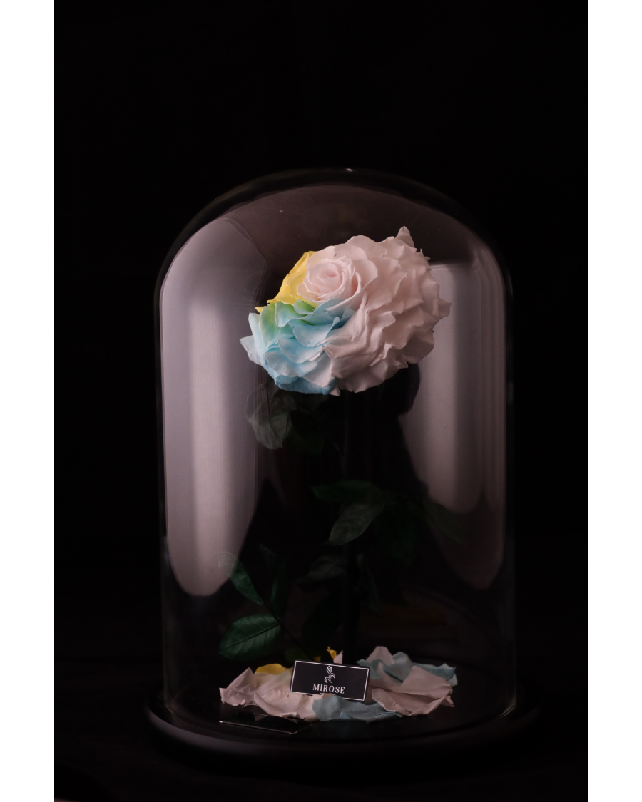 Mirose Eternal Rose Giant La Belle Rose Multicolor