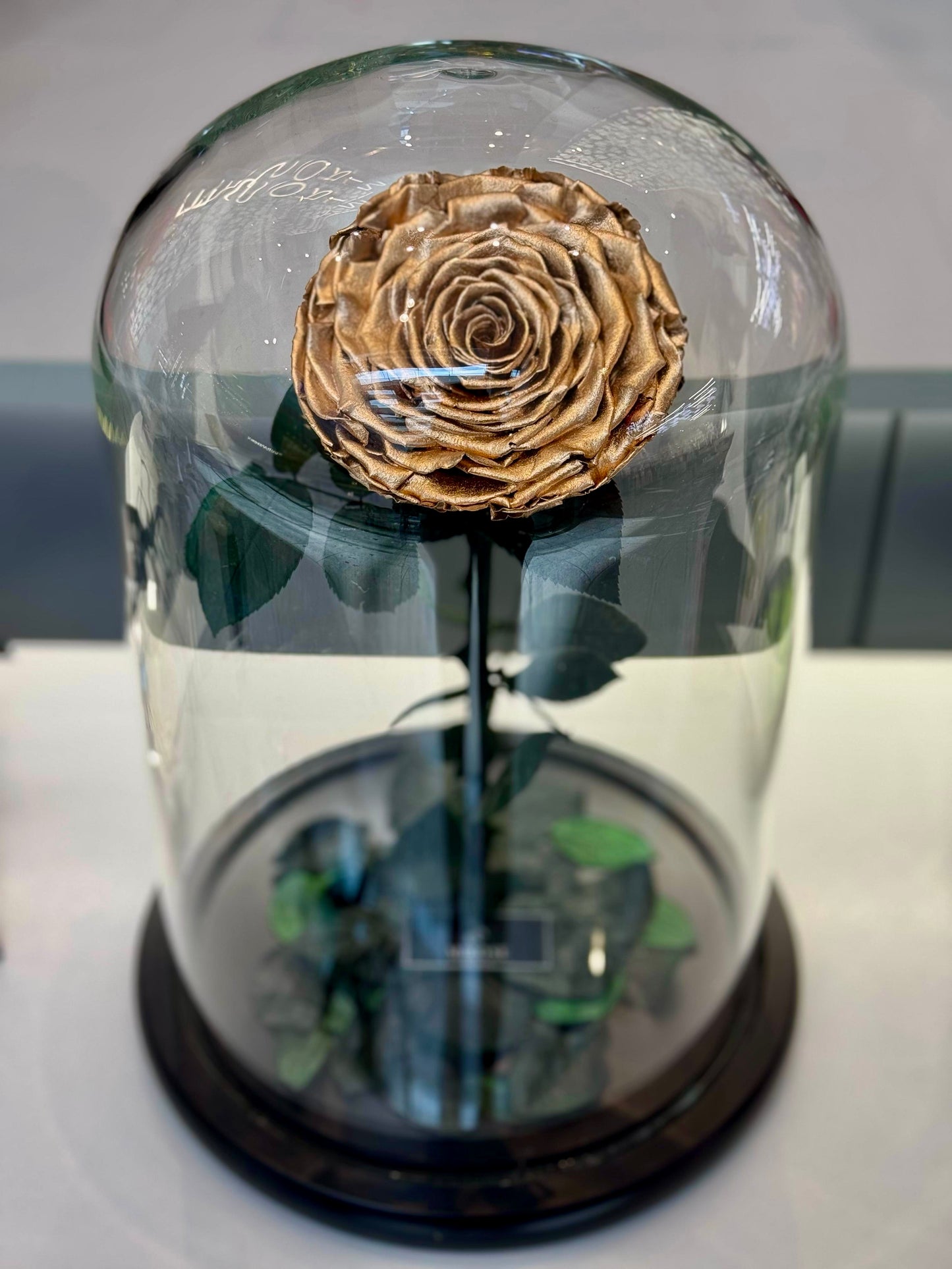 Gold giant la belle rose