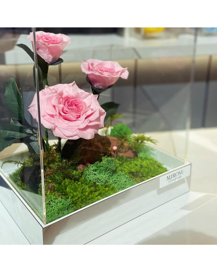 Mirose Eternal Rose Camilia magical garden