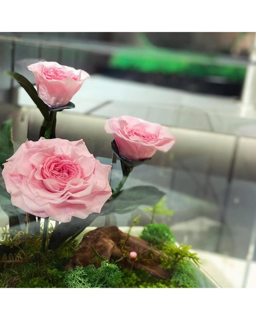 Mirose Eternal Rose Camilia magical garden