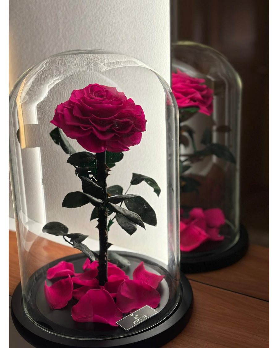 Mirose Eternal Rose Giant La Belle Rose Fuschia